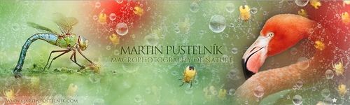 Martin Pustelník - MACROPHOTOGRAPHY OF NATURE
