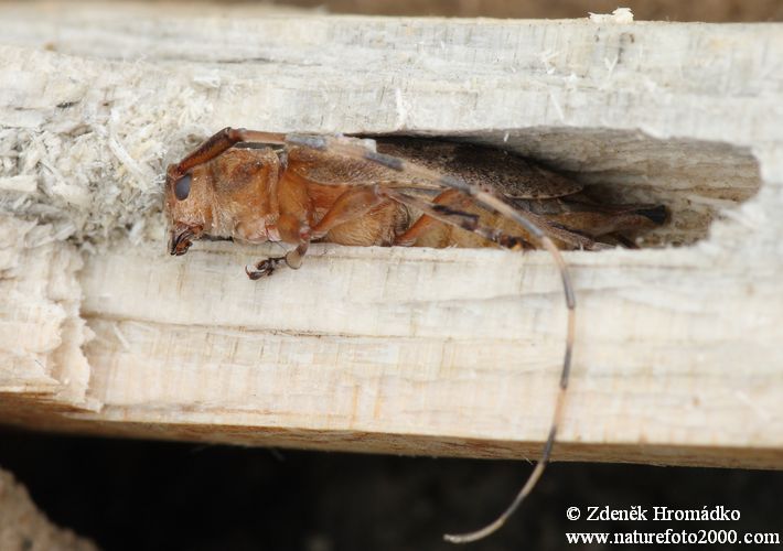 kozlíček dazule, Acanthocinus aedilis, Cerambycidae, Acanthocinini (Brouci, Coleoptera)