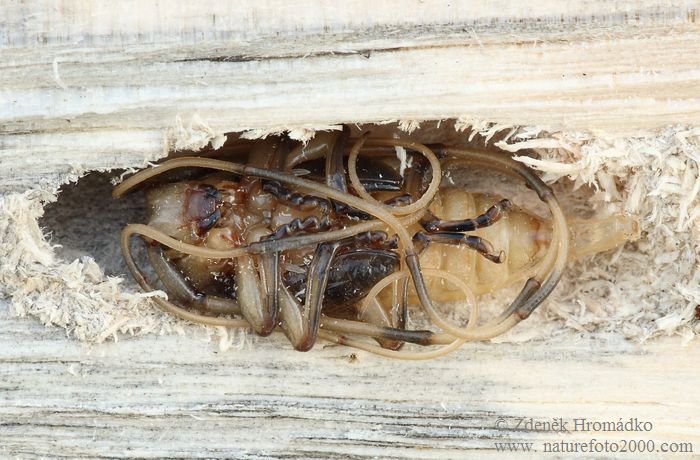Timberman beetle, Acanthocinus aedilis, Cerambycidae, Acanthocinini (Beetles, Coleoptera)