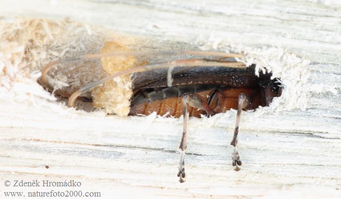 kozlíček dazule, Acanthocinus aedilis, Cerambycidae, Acanthocinini (Brouci, Coleoptera)