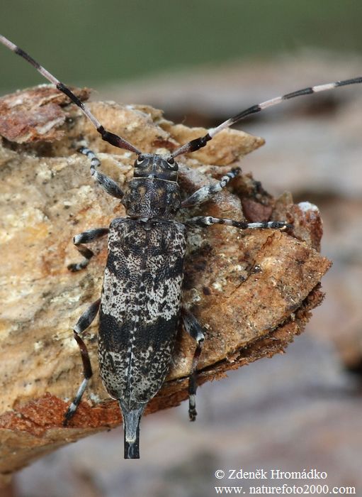 , Acanthocinus griseus griseus, Cerambycidae, Acanthocinini (Beetles, Coleoptera)