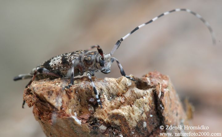 kozlíček, Acanthocinus griseus griseus, Cerambycidae, Acanthocinini (Brouci, Coleoptera)