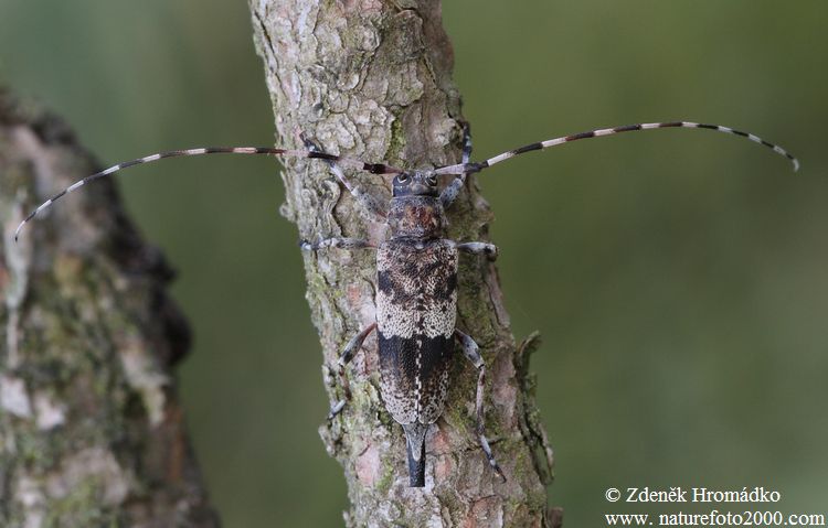 , Acanthocinus griseus griseus, Cerambycidae, Acanthocinini (Beetles, Coleoptera)