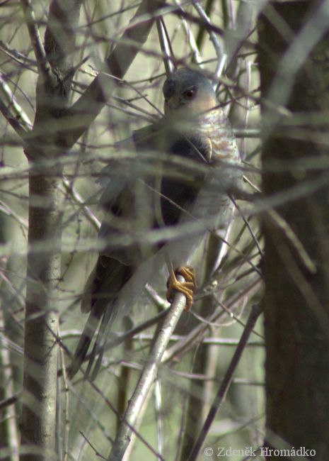 krahujec lesní (krahujec obecný), Accipiter nisus (Ptáci, Aves)