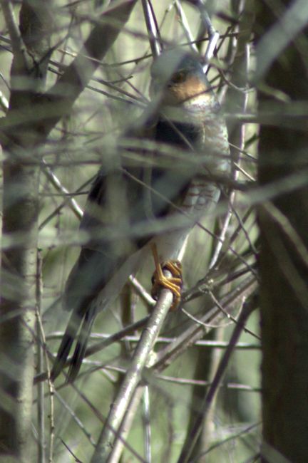 Eurasian Sparrowhawk, Accipiter nisus (Birds, Aves)