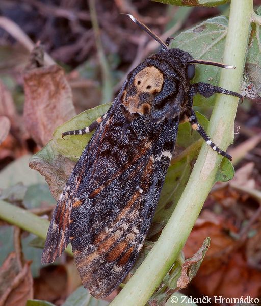 Lišaj smrtihlav, Acherontia atropos (Motýli, Lepidoptera)