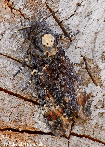 Death's-head Hawk-moth, Acherontia atropos (Butterflies, Lepidoptera)