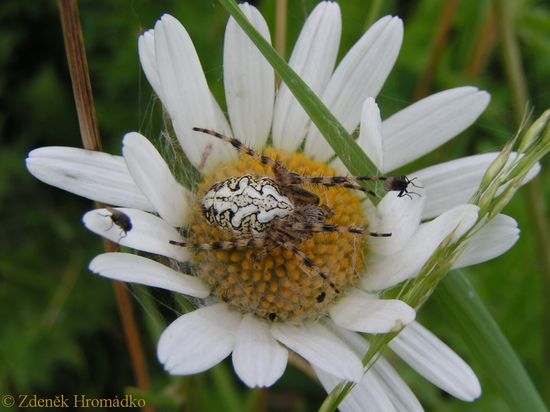 , Aculepeira ceropegia (Spiders, Arachnida)