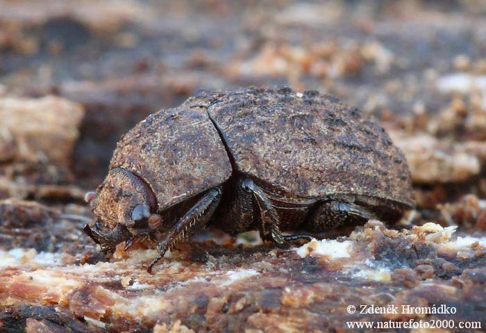 roháček, Aesalus scarabaeoides, Lucanidae (Brouci, Coleoptera)