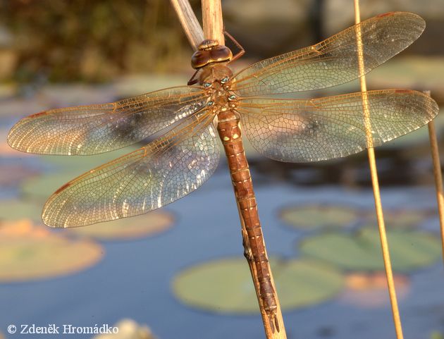 Brown hawker, Aeshna grandis (Dragonflies, Odonata)