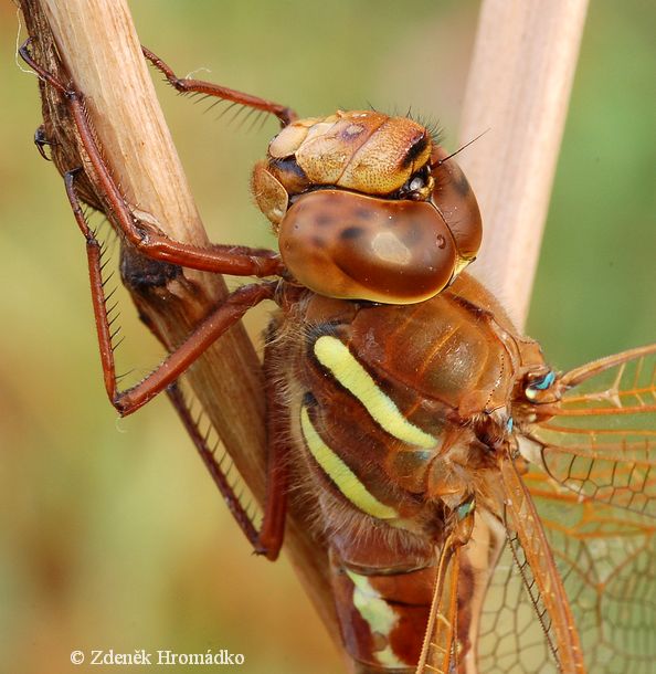 Brown hawker, Aeshna grandis (Dragonflies, Odonata)
