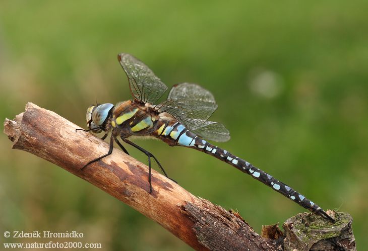 Migrant hawker, Aeshna mixta (Dragonflies, Odonata)