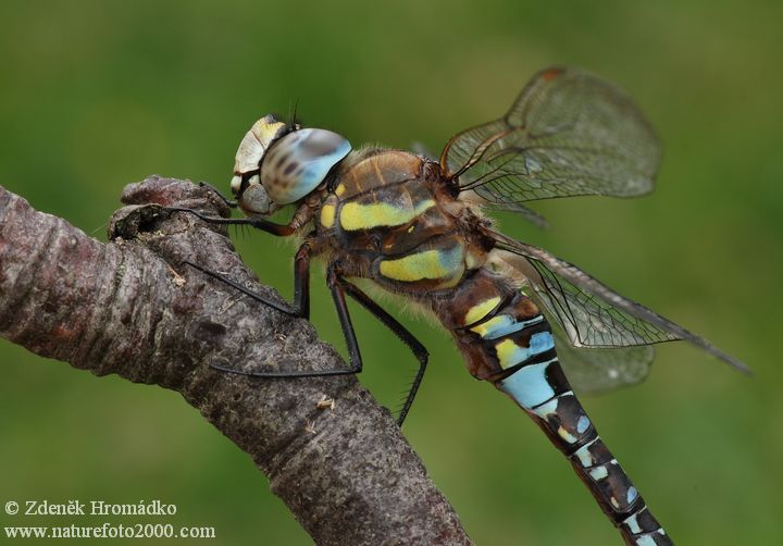Migrant hawker, Aeshna mixta (Dragonflies, Odonata)