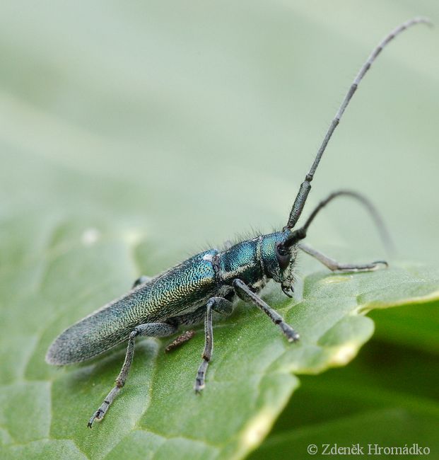 kozlíček chrastavcový, Agapanthia intermedia, Agapanthiini (Brouci, Coleoptera)