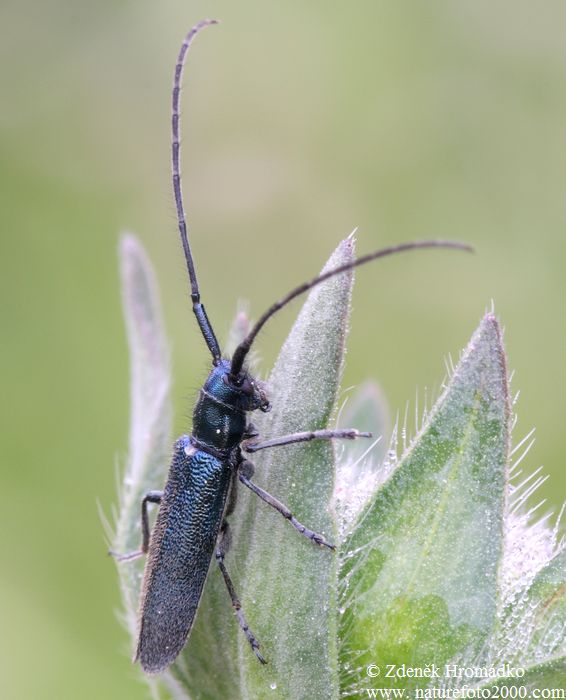 kozlíček chrastavcový, Agapanthia intermedia, Agapanthiini (Brouci, Coleoptera)