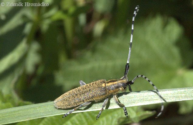 Tesařík úzkoštítý, Agapanthia villosoviridescens, Agapanthiini (Brouci, Coleoptera)