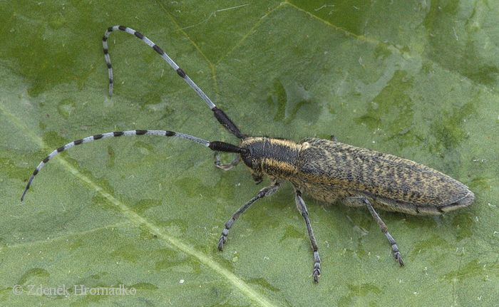Tesařík úzkoštítý, Agapanthia villosoviridescens, Cerambycidae, Agapanthiini (Brouci, Coleoptera)