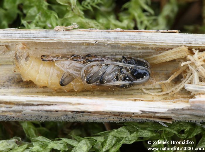 Tesařík úzkoštítý, Agapanthia villosoviridescens, Cerambycidae, Agapanthiini (Brouci, Coleoptera)