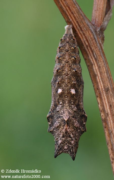 Babočka kopřivová, Aglais urticae (Motýli, Lepidoptera)
