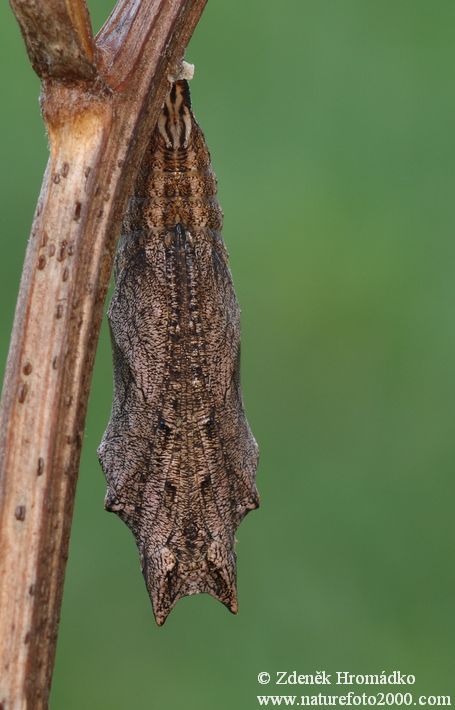 Babočka kopřivová, Aglais urticae (Motýli, Lepidoptera)