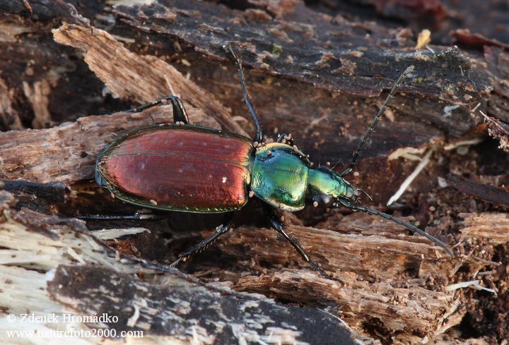 střevlíček šestitečný, Agonum sexpunctatum, Carabidae (Brouci, Coleoptera)