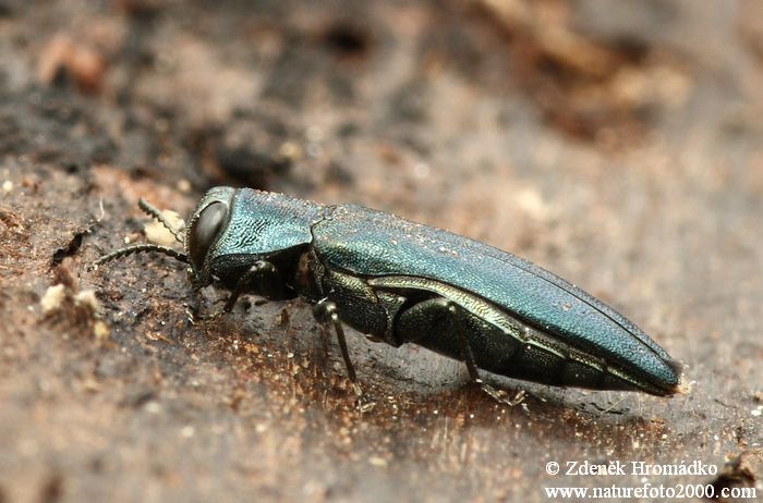 polník, Agrilus sulcicollis,Buprestidae (Brouci, Coleoptera)