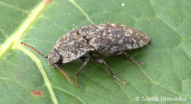 kovařík šedý, Agrypnus murinus (Brouci, Coleoptera)