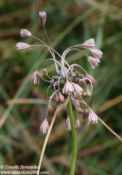 Field Garlic, Allium oleraceum (Plants, Plantae)