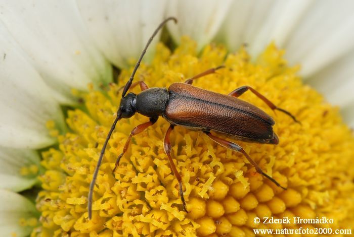 tesařík, Alosterna tabacicolor tabacicolor, Cerambycidae, Lepturini (Brouci, Coleoptera)