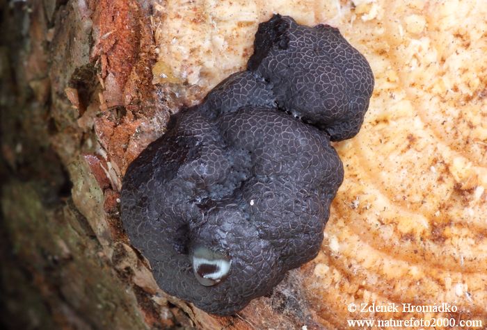 hřívovka černá, Amaurochaete atra, Stemonitidaceae (Houby, Fungi)