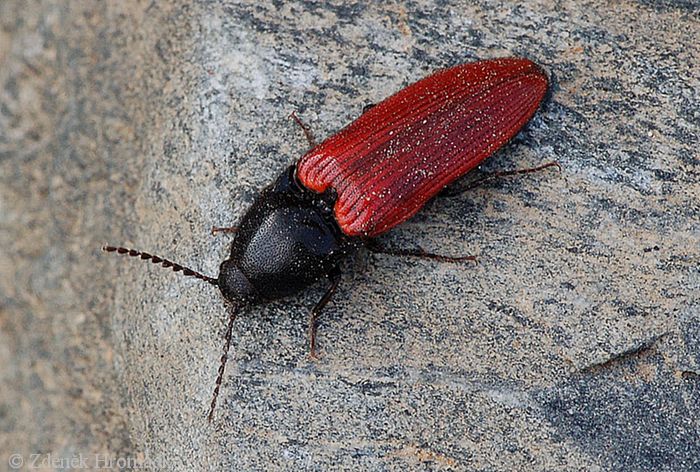 kovařík krvavý, Ampedus sanguineus (Brouci, Coleoptera)