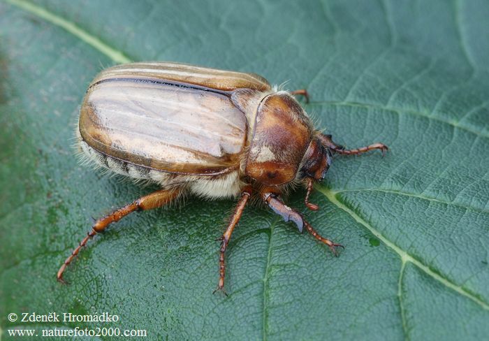 chroustek letní, Amphimallon solstitiale, Scarabaeoidea, Melolonthidae (Brouci, Coleoptera)