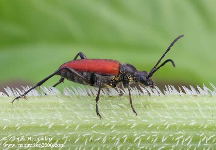 tesařík, Anastrangalia sanguinolenta, Cerambycidae, Lepturini (Brouci, Coleoptera)