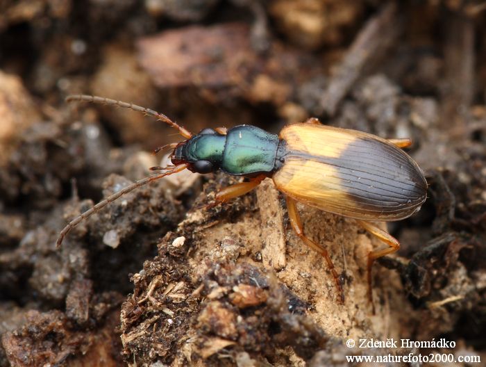 střevlíček ošlejchový, Anchomenus dorsalis, Carabidae (Brouci, Coleoptera)