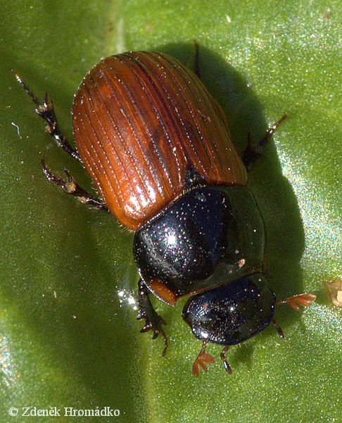 hnojník obecný, Aphodius fimetarius (Brouci, Coleoptera)