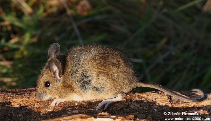 Yellow-necked Field Mouse, Apodemus flavicollis (Mammals, Mammalia)
