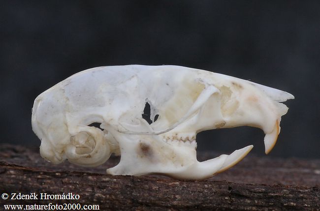 Yellow-necked Field Mouse, Apodemus flavicollis (Mammals, Mammalia)