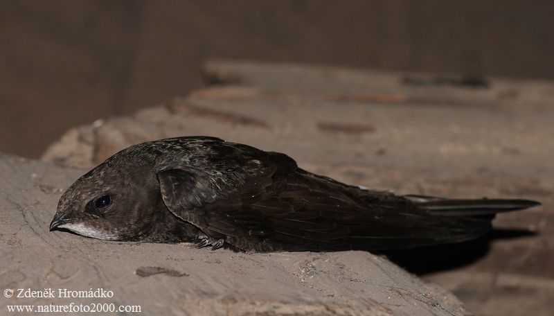Swift, Apus apus (Birds, Aves)