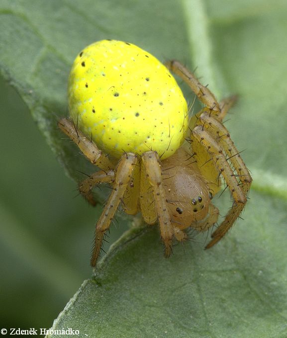 křižák zelený, Araniella cucurbitina (Pavouci, Arachnida)