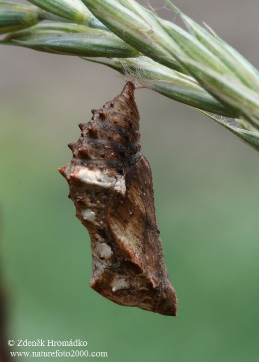 babočka síťkovaná, Araschnia levana levana f prorsa (Motýli, Lepidoptera)