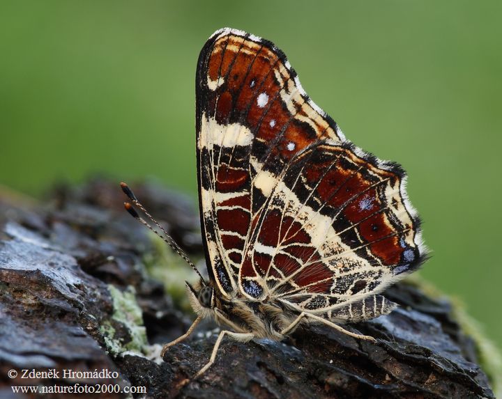 Map Butterfly, Araschnia levana levana f prorsa (Butterflies, Lepidoptera)