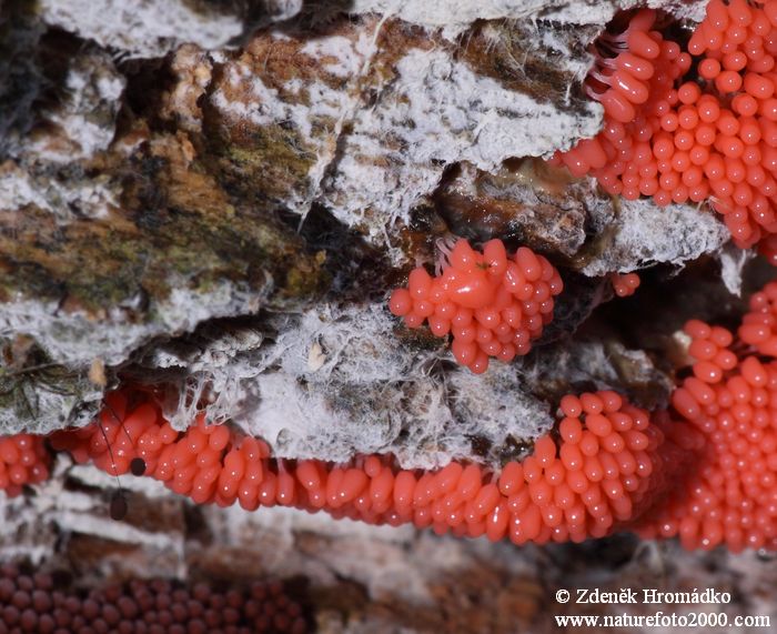 vlnatka červená, Arcyria denudata, Arcyriaceae (Houby, Fungi)