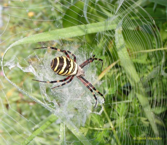 Orb-weaving Spider, Argiope bruennichi (Spiders, Arachnida)