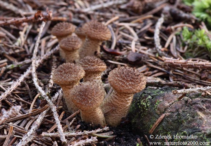 Dark Honey Fungus, Armillaria ostoyae, Physalacriaceae (Mushrooms, Fungi)