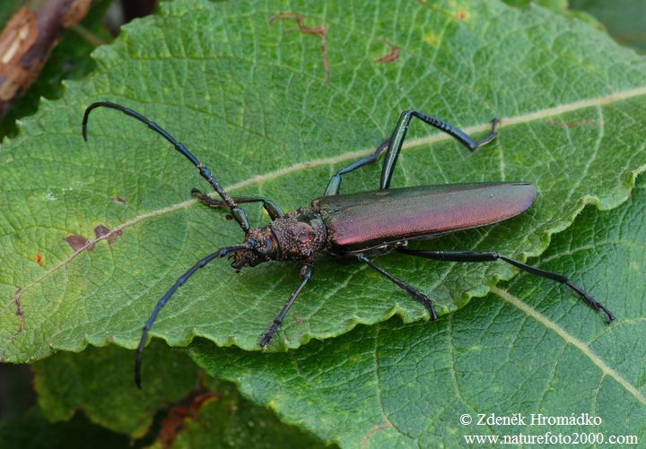 tesařík pižmový, Aromia moschata, Cerambycidae, Callichromatini (Brouci, Coleoptera)