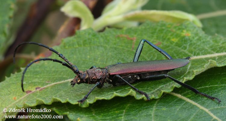 tesařík pižmový, Aromia moschata, Cerambycidae, Callichromatini (Brouci, Coleoptera)