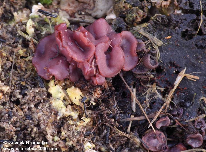 Purple Jellydisc, Ascocoryne sarcoides, Leotiaceae (Mushrooms, Fungi)
