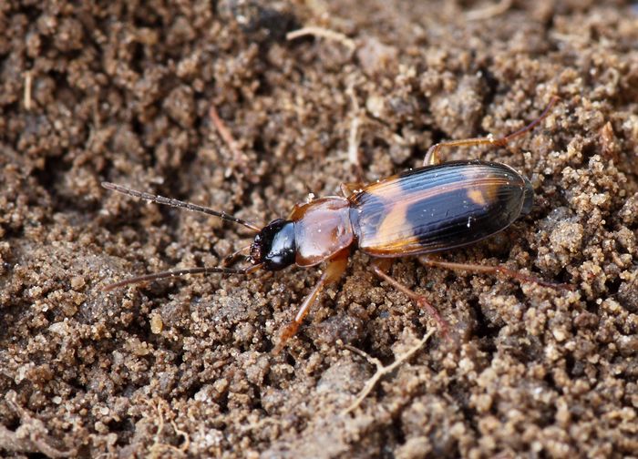 střevlíček, Badister lacertosus, Carabidae (Brouci, Coleoptera)