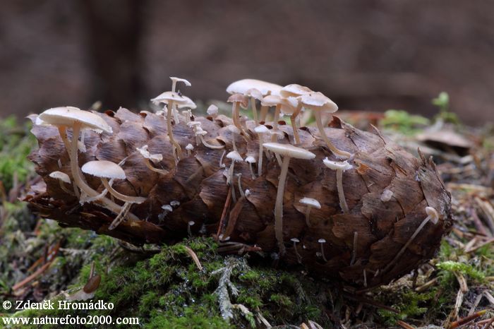 Conifercone Cap, Baeospora myosura, čirůvkovité (Mushrooms, Fungi)