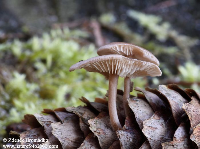 Conifercone Cap, Baeospora myosura, Tricholomataceae (Mushrooms, Fungi)